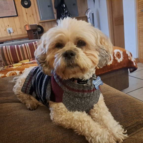 Meet your Posher, Sylvia - Picture 6 of 6